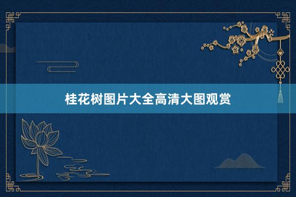 桂花树图片大全高清大图观赏